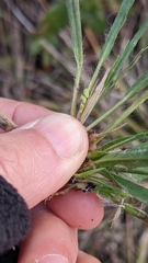 Dichanthelium linearifolium