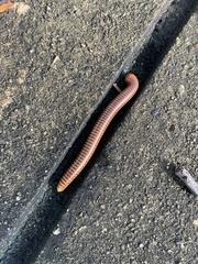 Thyropygus allevatus