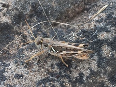 Melanoplus devastator