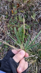 Dichanthelium linearifolium