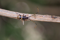 Dendrobias mandibularis