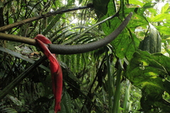 Anthurium
