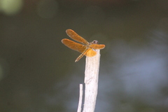 Perithemis
