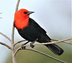 Amblyramphus holosericeus