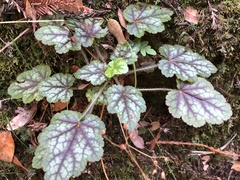 Heuchera micrantha