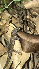 Sphaerodactylus
