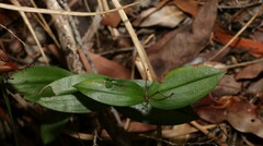Kuntheria pedunculata