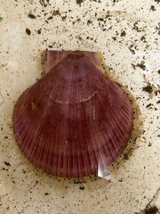 Pectinidae