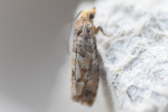 Eucopina tocullionana