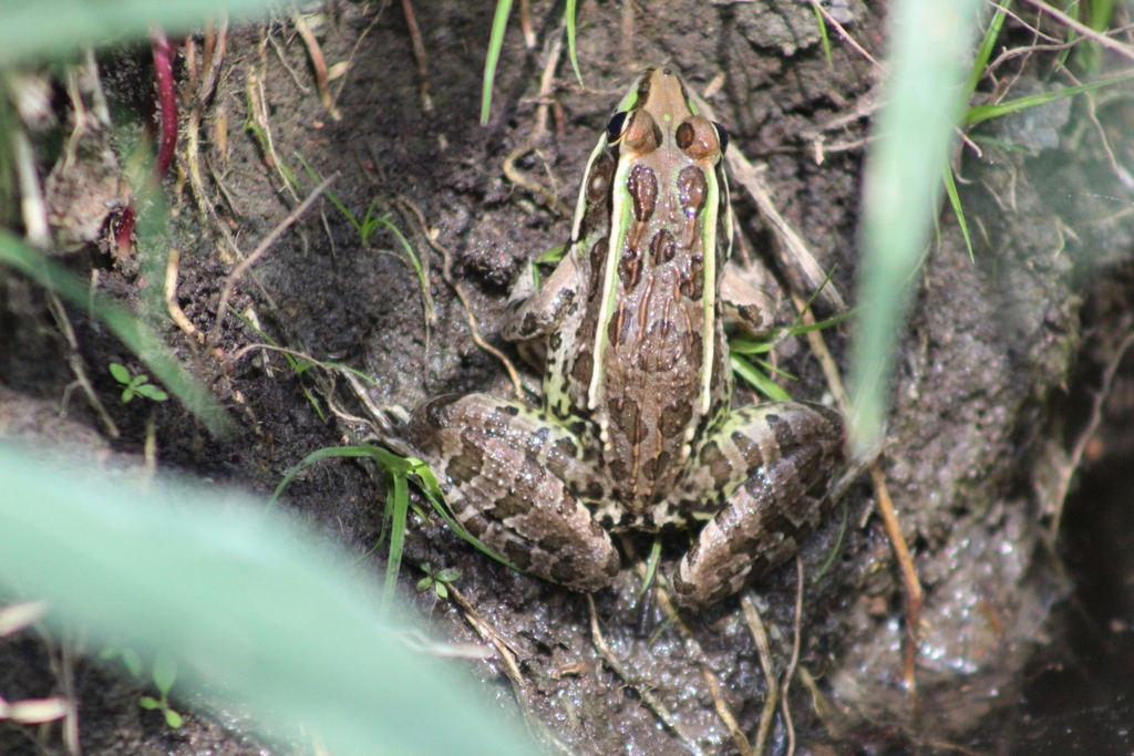 Transverse Volcanic Leopard Frog from Teuchitlán, Jalisco, Mexico on ...