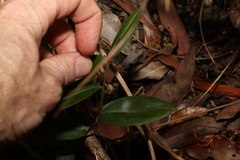 Kuntheria pedunculata