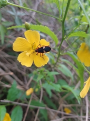 Dysdercus albofasciatus