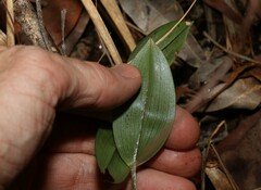 Kuntheria pedunculata