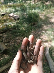 Thamnophis proximus proximus