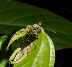 Hypselonotus lineatus