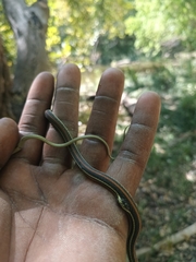 Thamnophis proximus proximus