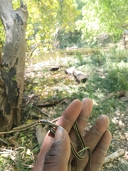 Thamnophis proximus proximus