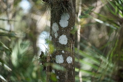 Cryptothecia striata