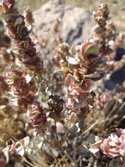 Atriplex confertifolia