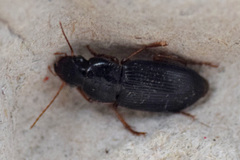 Harpalina