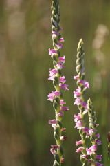 Spiranthes australis