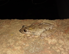 Scinax granulatus