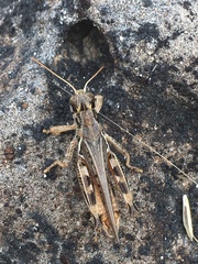 Melanoplus devastator