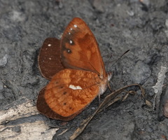 Lymanopoda umbratilis