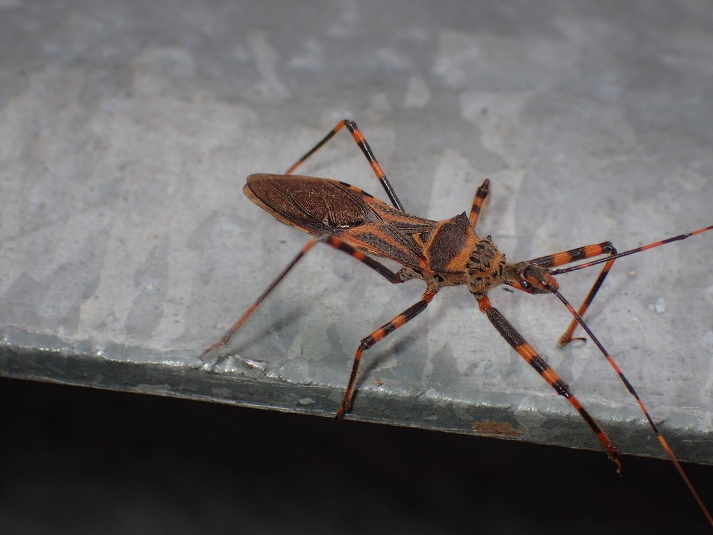 Isyndus reticulatus