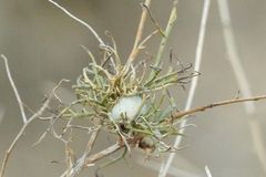 Rhopalomyia floccosa