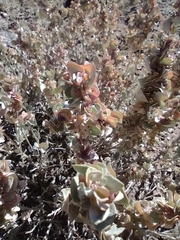 Atriplex confertifolia