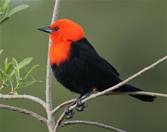 Amblyramphus holosericeus