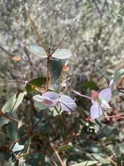 Eucalyptus cinerea