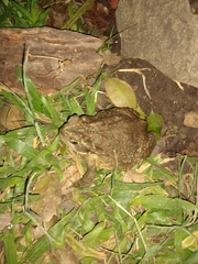 Rhinella arenarum