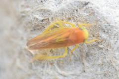 Colladonus setaceus