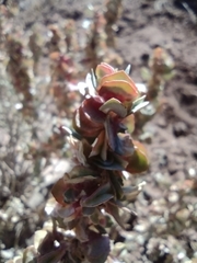 Atriplex confertifolia