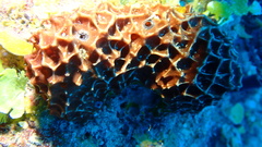 Ircinia felix