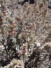 Atriplex confertifolia