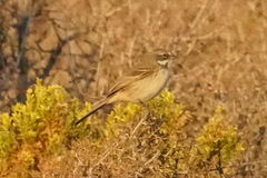 Artemisiospiza belli