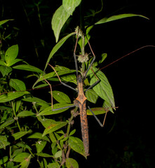 Pseudophasma bispinosum