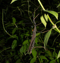 Pseudophasma bispinosum