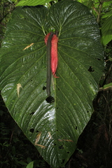 Anthurium