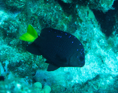 Microspathodon chrysurus