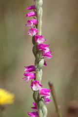Spiranthes australis