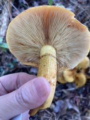 Gymnopilus junonius