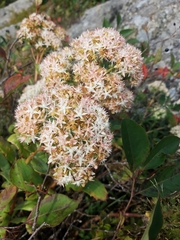 Hylotelephium telephioides