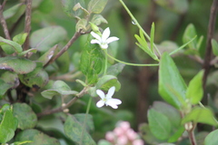 Arenaria lanuginosa
