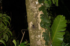 Avicularia juruensis