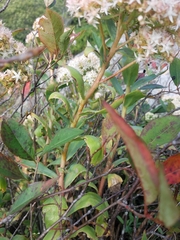 Hylotelephium telephioides