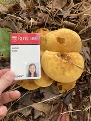 Gymnopilus junonius